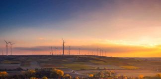 Damaged vineyards face uncertainty